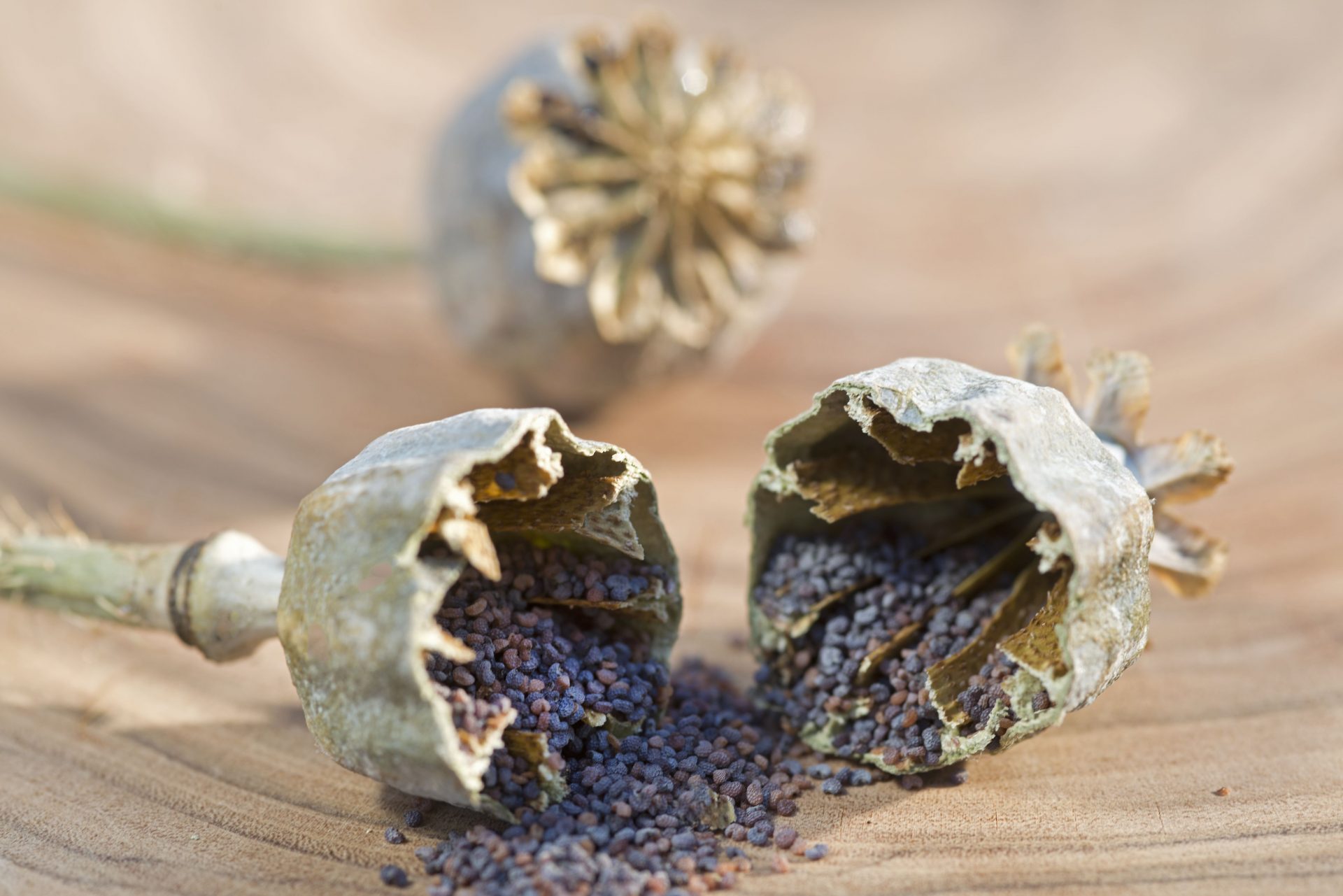 PAPAVER somniferum Bread Seed Poppy Muller Seeds