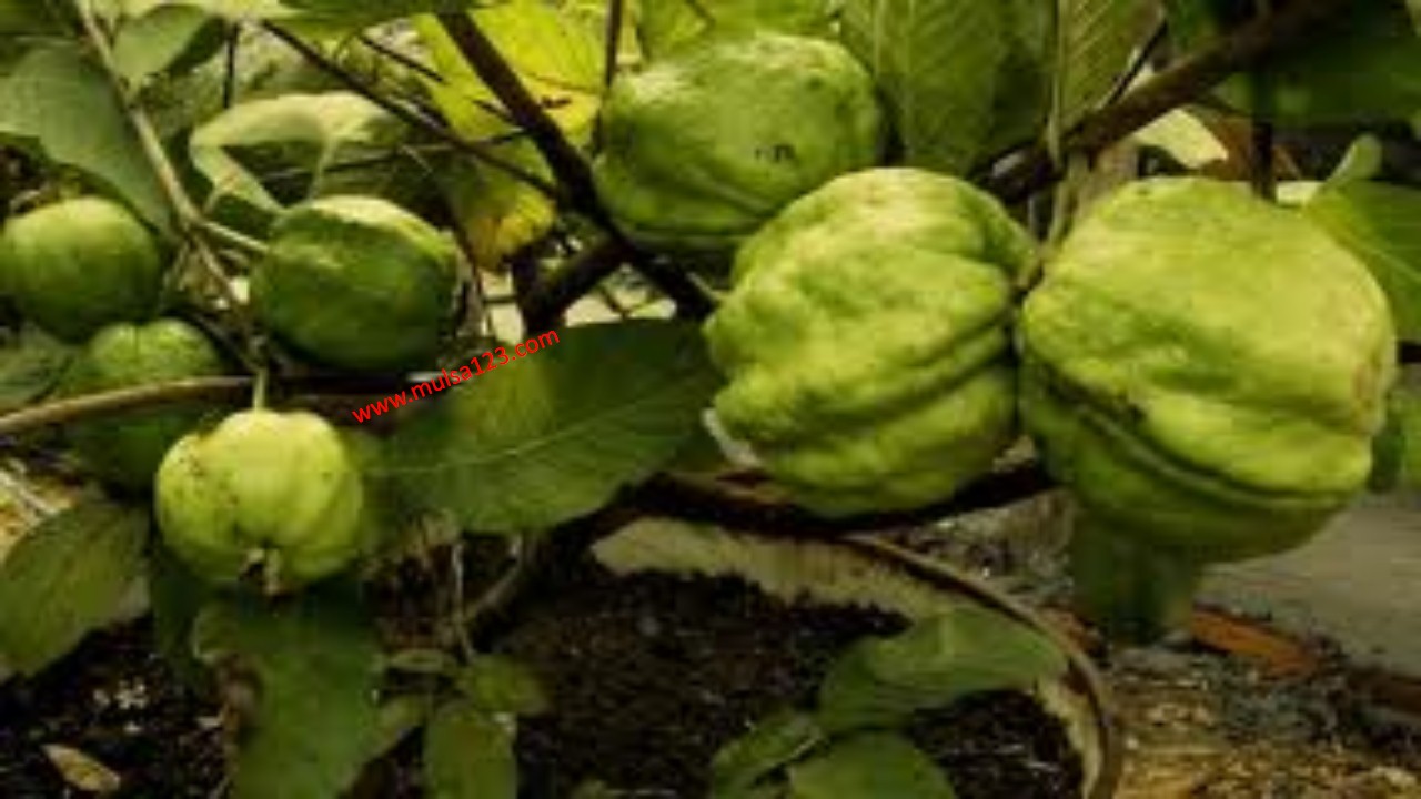 Tips Dan Trik Cara Tanam Dan Merawat Jambu Sukun Kristal Agar Selalu
