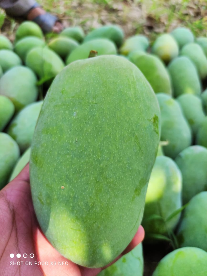 Multan Fruits Buy Export Quality Mangoes Online
