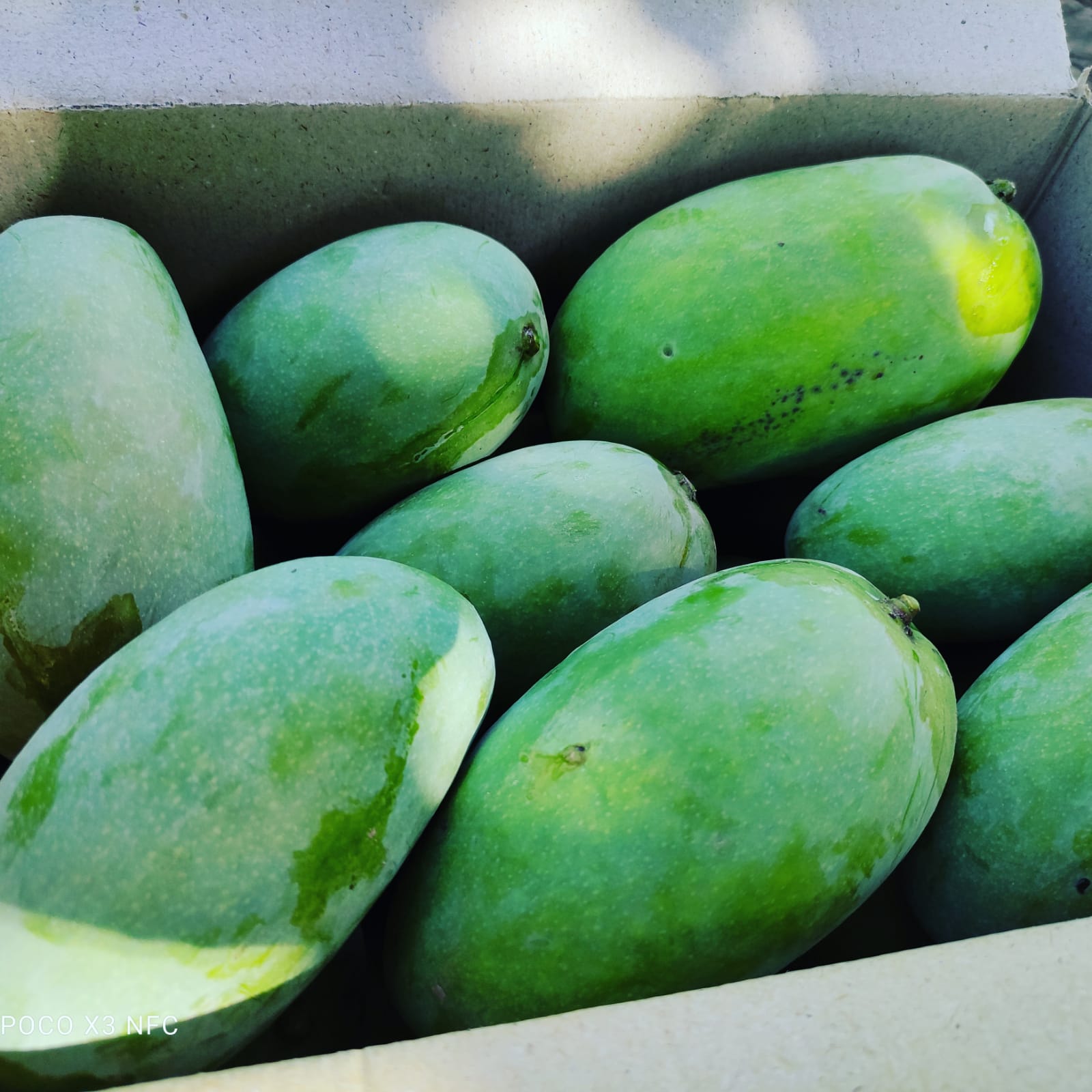 Multan Fruits Buy Export Quality Mangoes Online