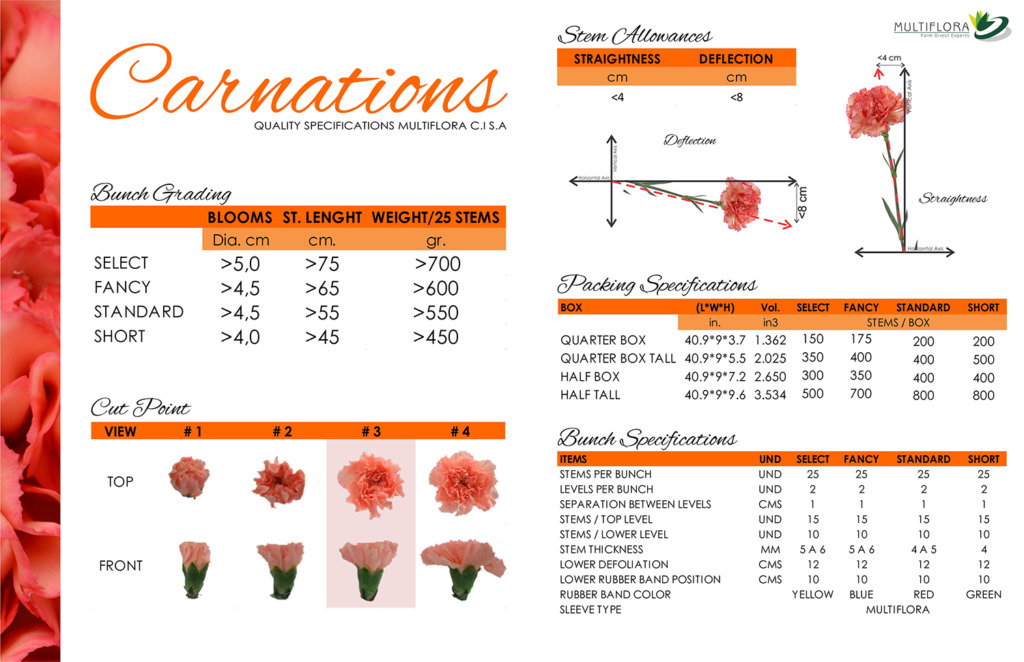 CARNATIONS Multiflora