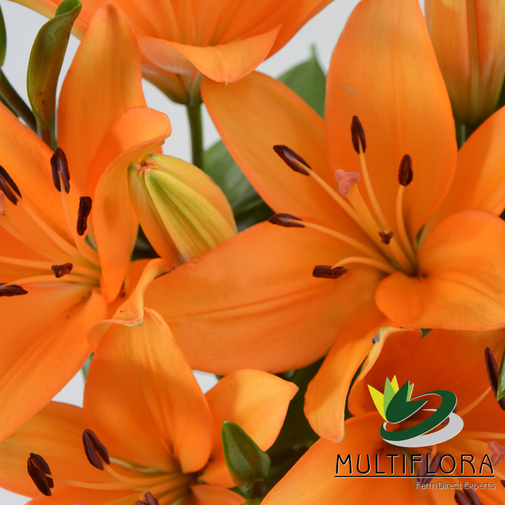 Caesars Palace Multiflora