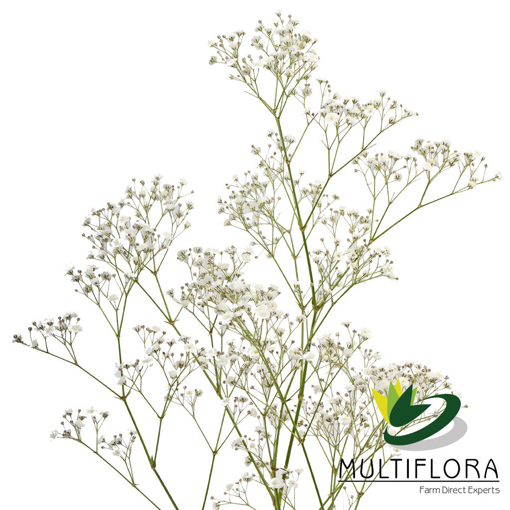 Mirabella Multiflora