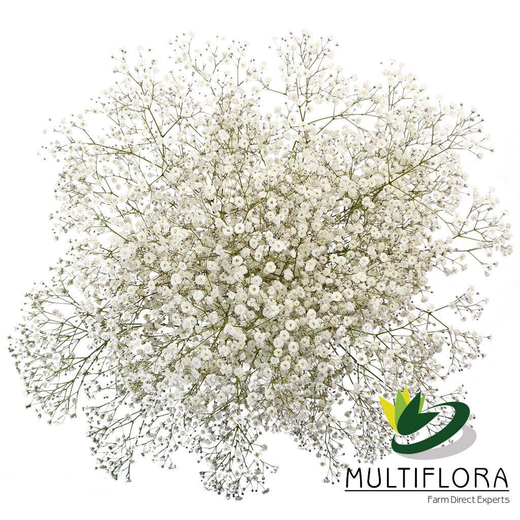 Mirabella Multiflora