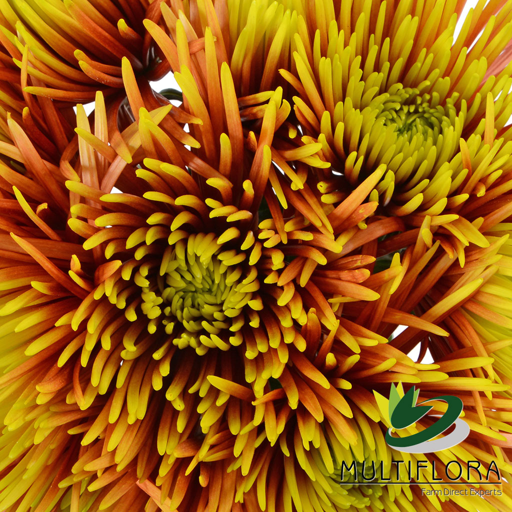 Growing and distributing fresh cut flowers to over 35 countries since