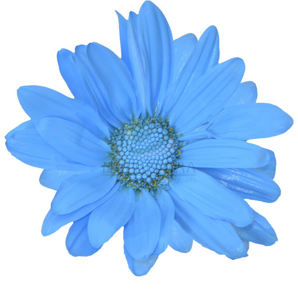 Light Blue Daisy Multiflora