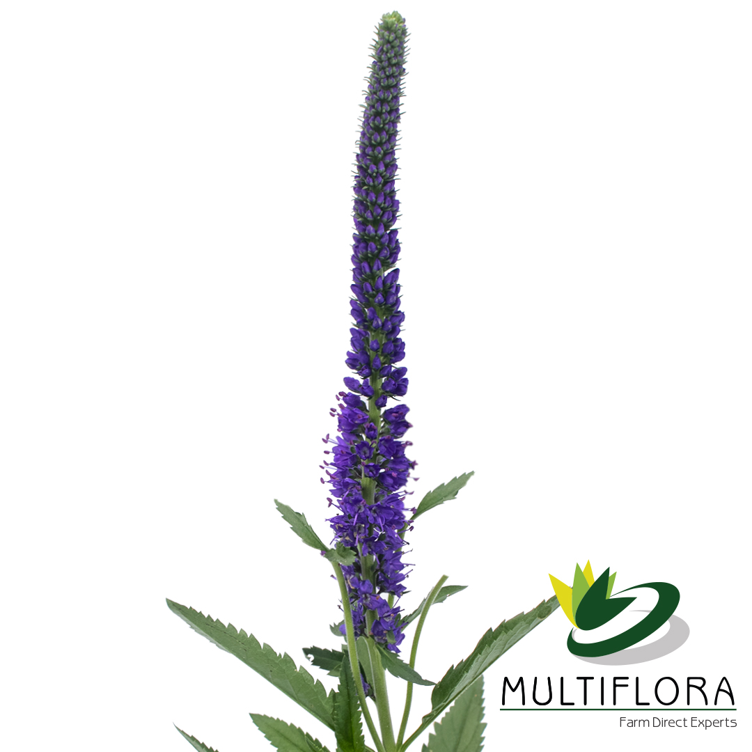 Skyler blue Multiflora(09)