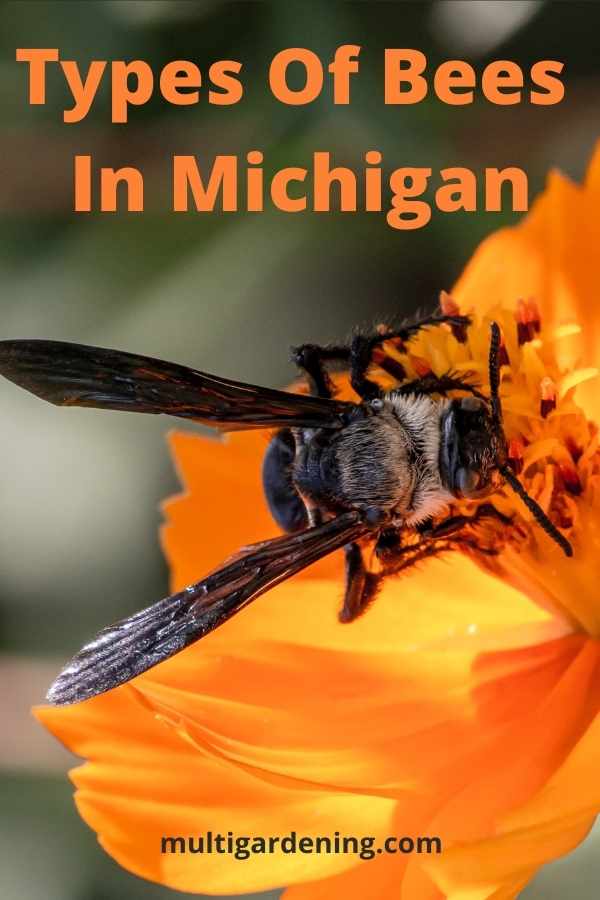 Types Of Bees In Michigan Multigardening