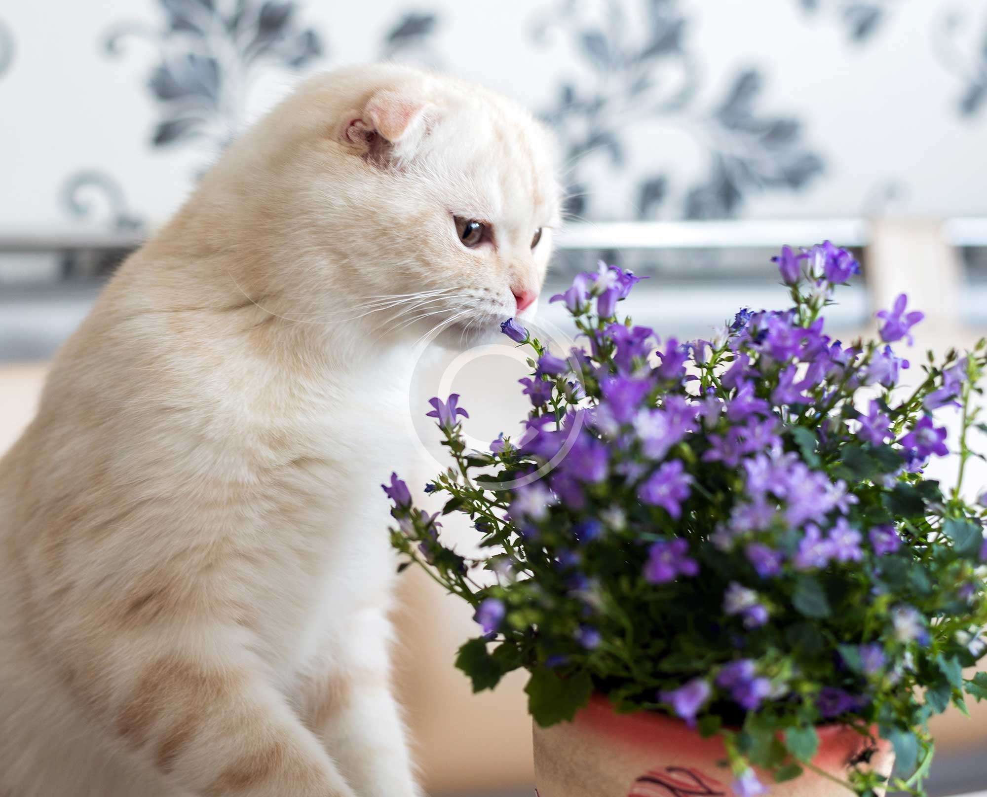Indoor Plants Safe for Cats Multigrass