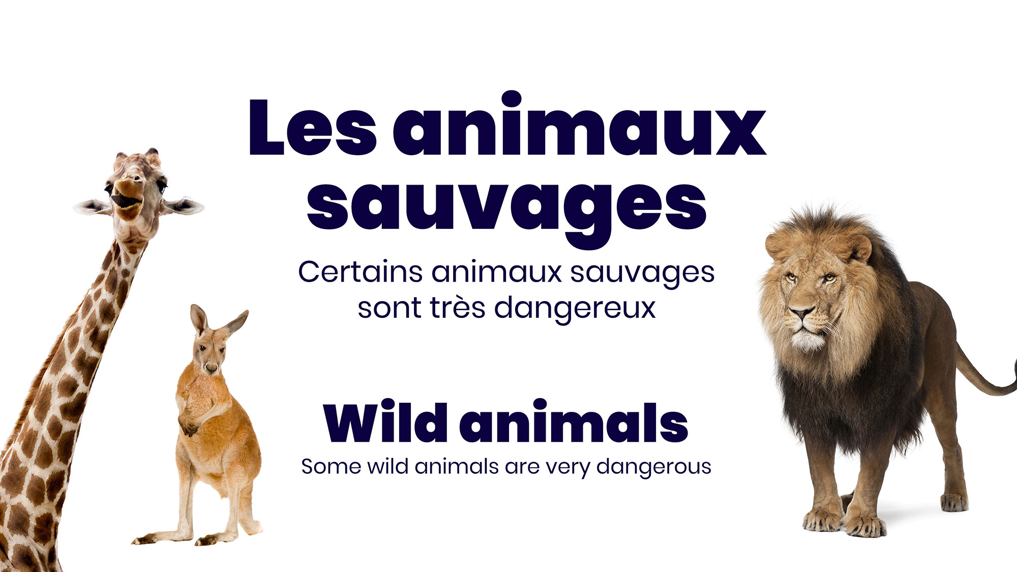 Wild Animals in French free PDF and Video Slides Multingua