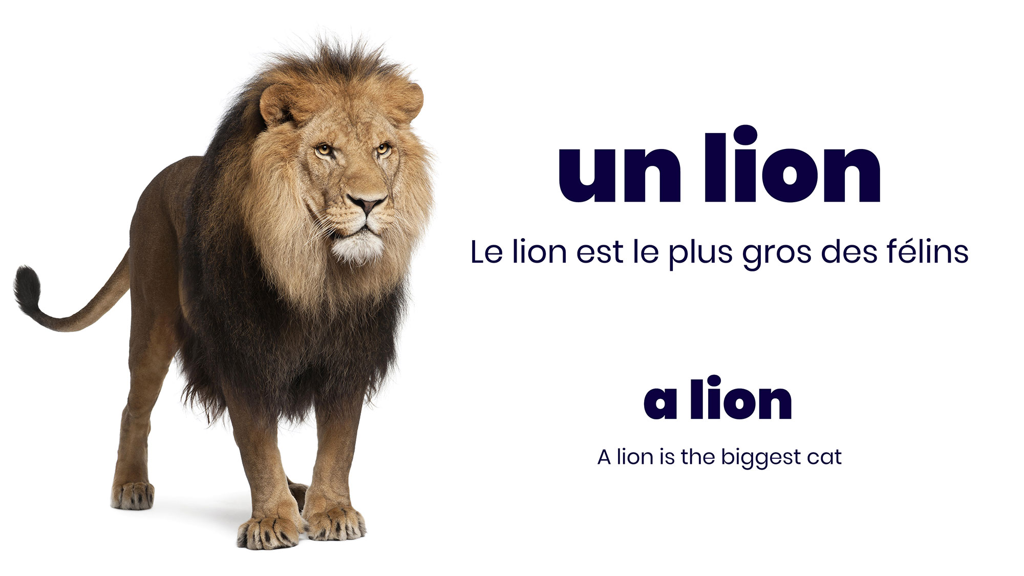 Wild Animals in French free PDF and Video Slides Multingua