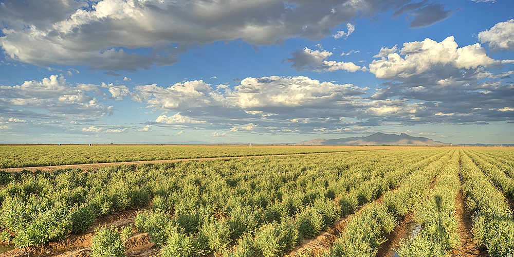 BRIDGESTONE Y VERSALIS se asocian para expandir