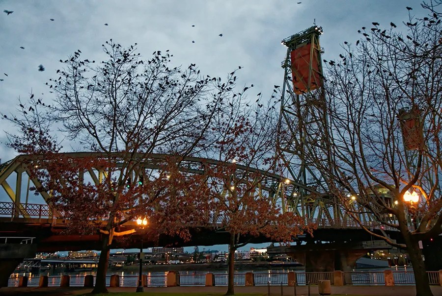 What are Multispecies Stories? Multispecies Media