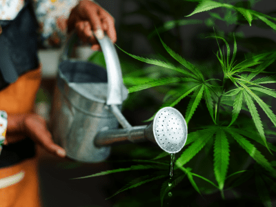 Watering Your Autos | Multiverse Beans | Cannabis Seed Bank