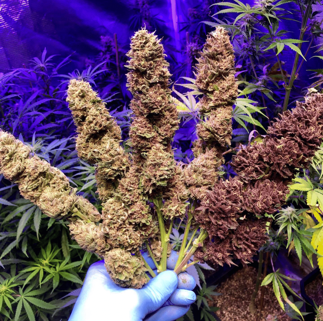 Annunaki Huckleberry Soda F2 Strain Reg Photo