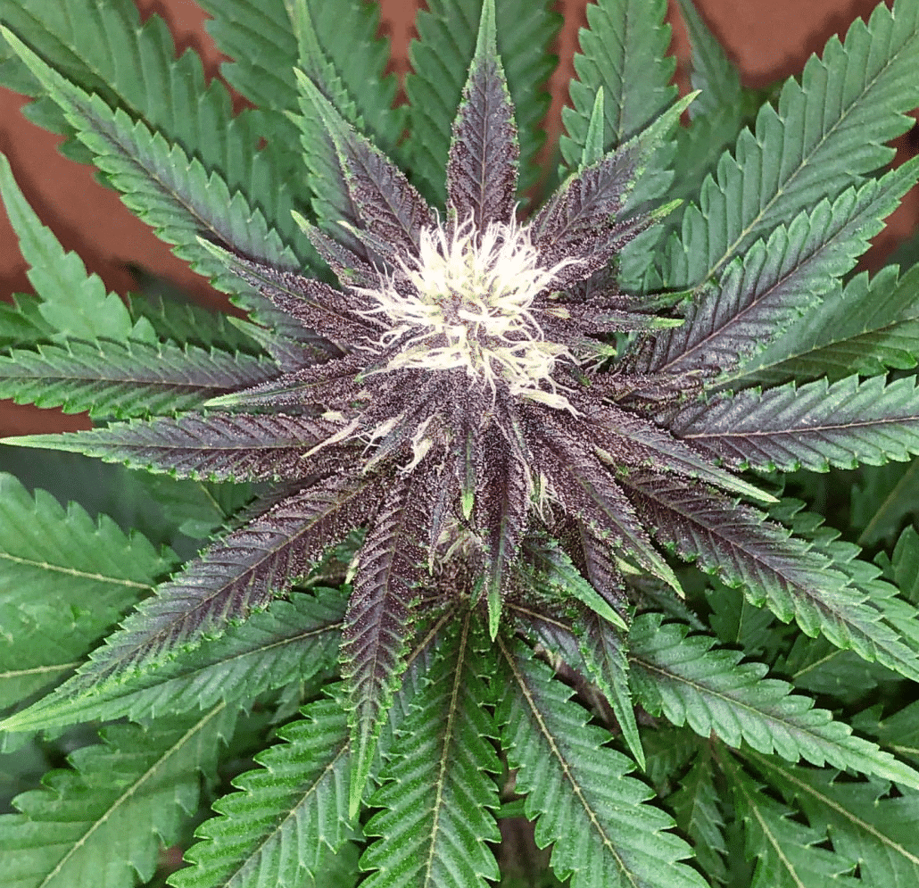 Annunaki Huckleberry Soda F2 Strain Reg Photo