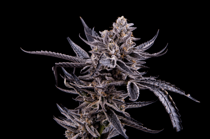 BogoMosca Seeds Mosca Leche Strain ( James Loud Collab ) Fem Photo 6 Pack
