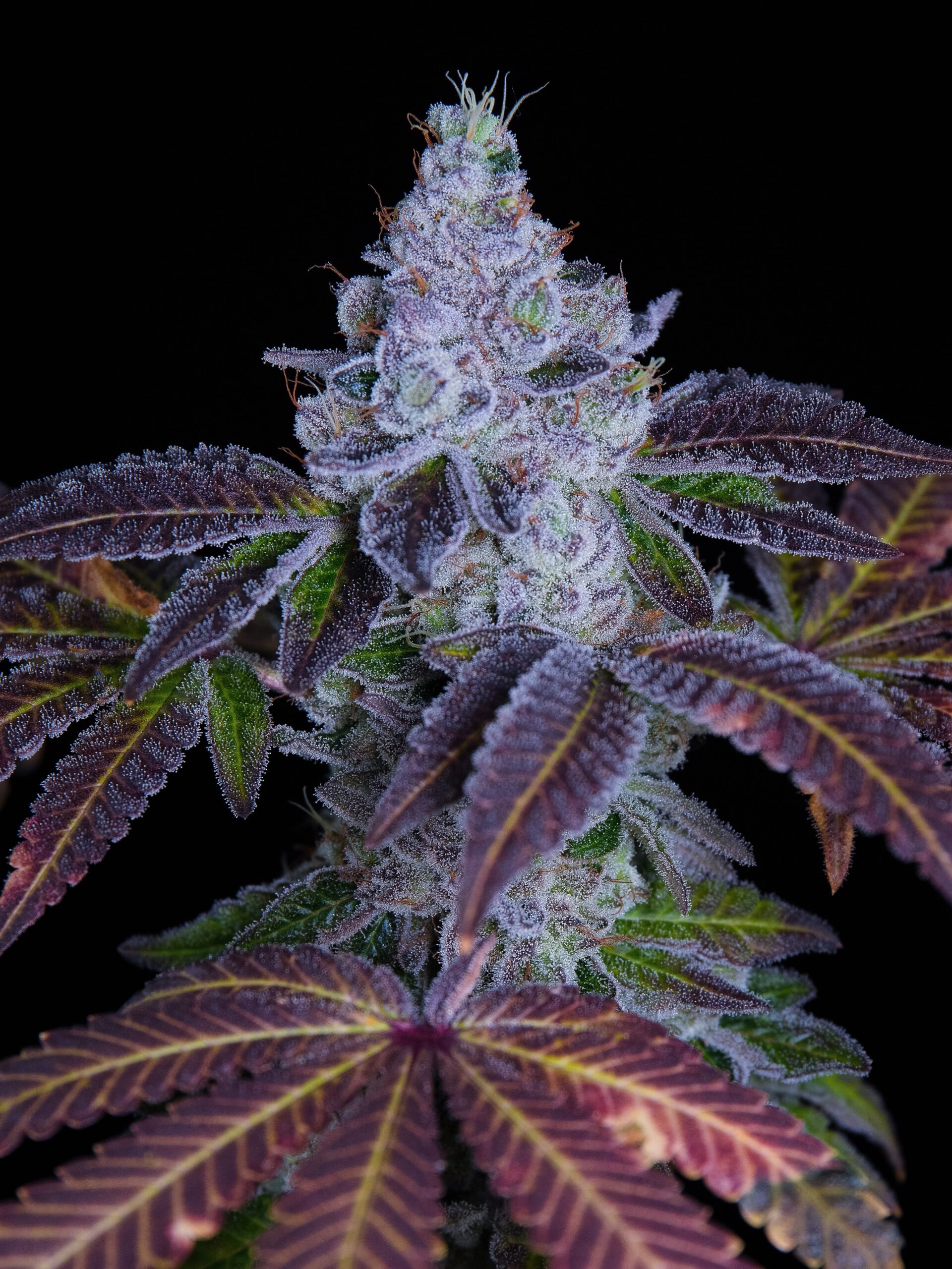 Romulan Mellow Kitty Strain 6 Pack Fem Photo