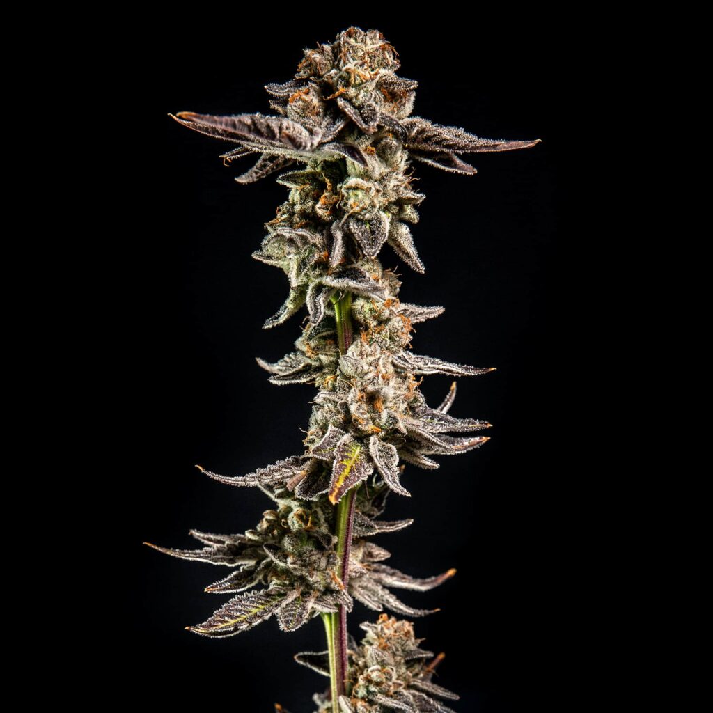Elev8 Seeds Purple Cherry Ripple Strain Fem Photo 6 Pack