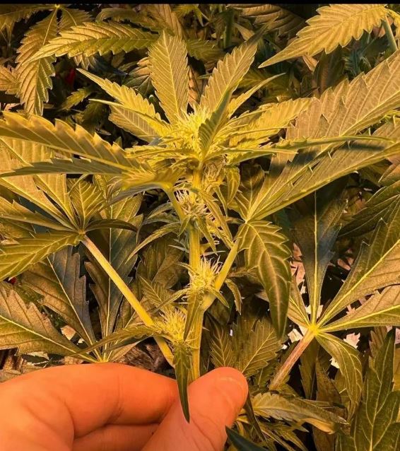 Reserva Privada Automatica Home Wrecker (Lemon Pledge Pheno) Strain