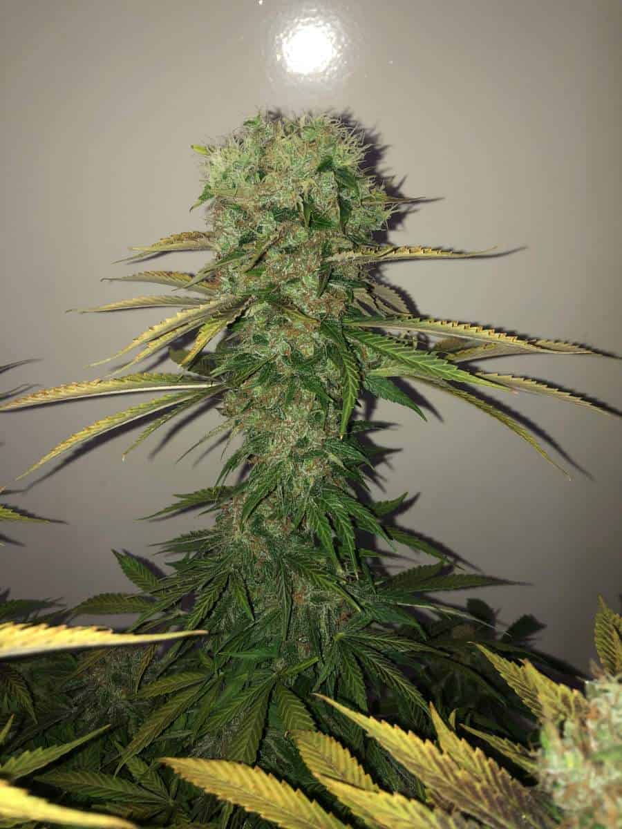 TASTEBUDZ PEANUT BUTTER COOKIES STRAIN FEM PHOTO Multiverse Beans