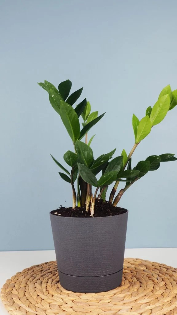 Top 10 Best Indoor Plants and Their Benefit