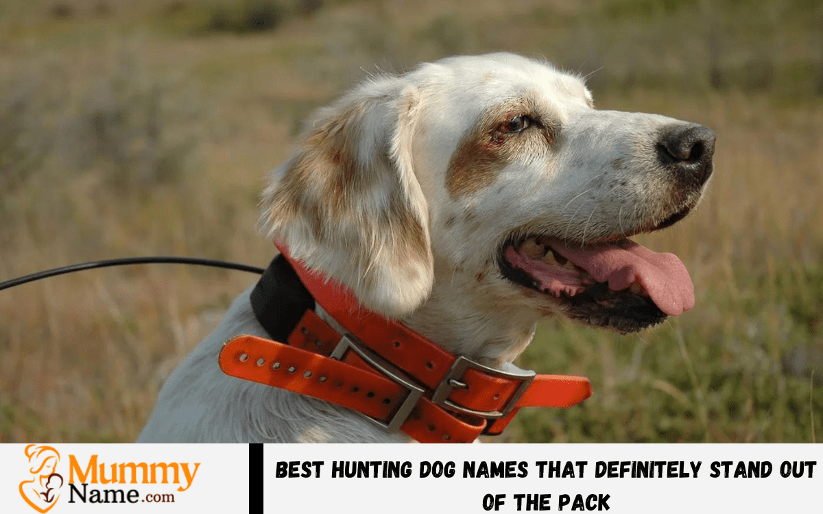 230+ Best Hunting Dog Names That Definitely Stand Out Of The Pack