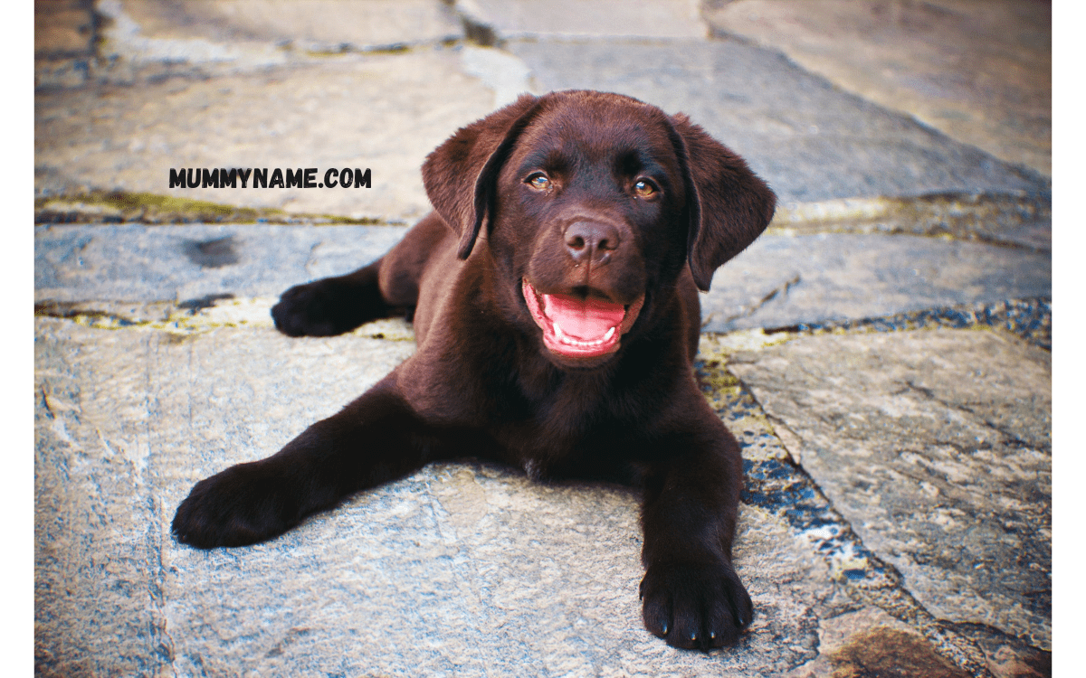 190+ The Cute Brown Dog Names For Your ChocolateColored Pup Mummy Name