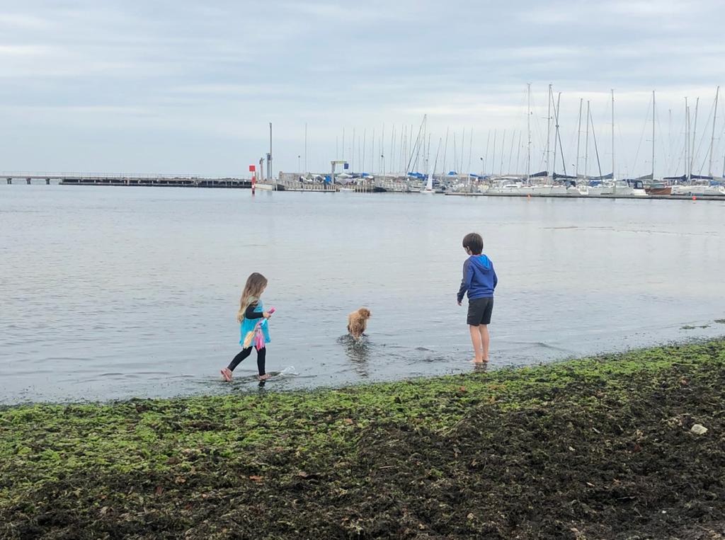 8 Best Dog Beaches in Melbourne to Take Your Fury Friend