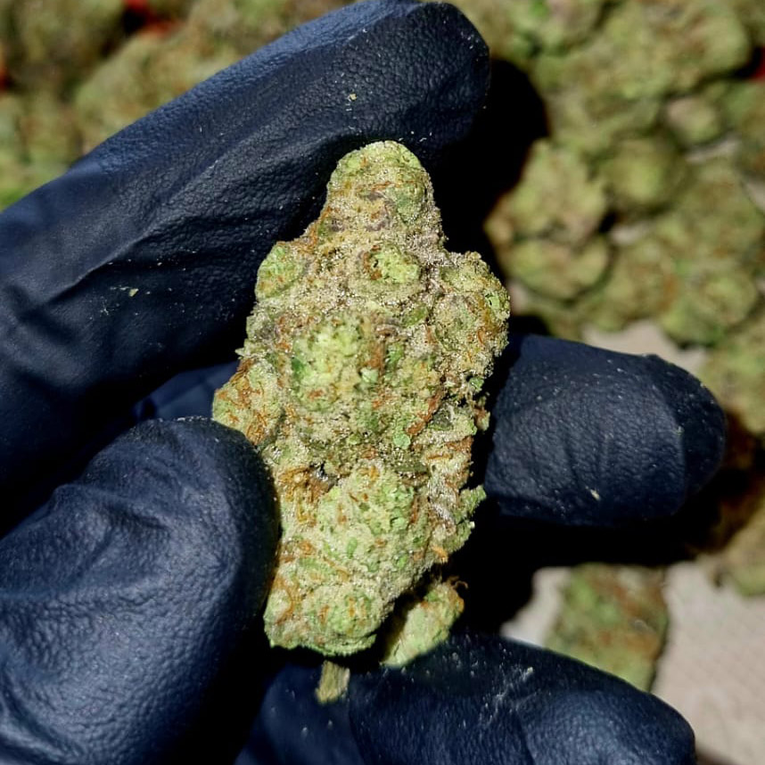 Buy Strawberry Jam Strain in Koh Samui Thailand strawberry Jam