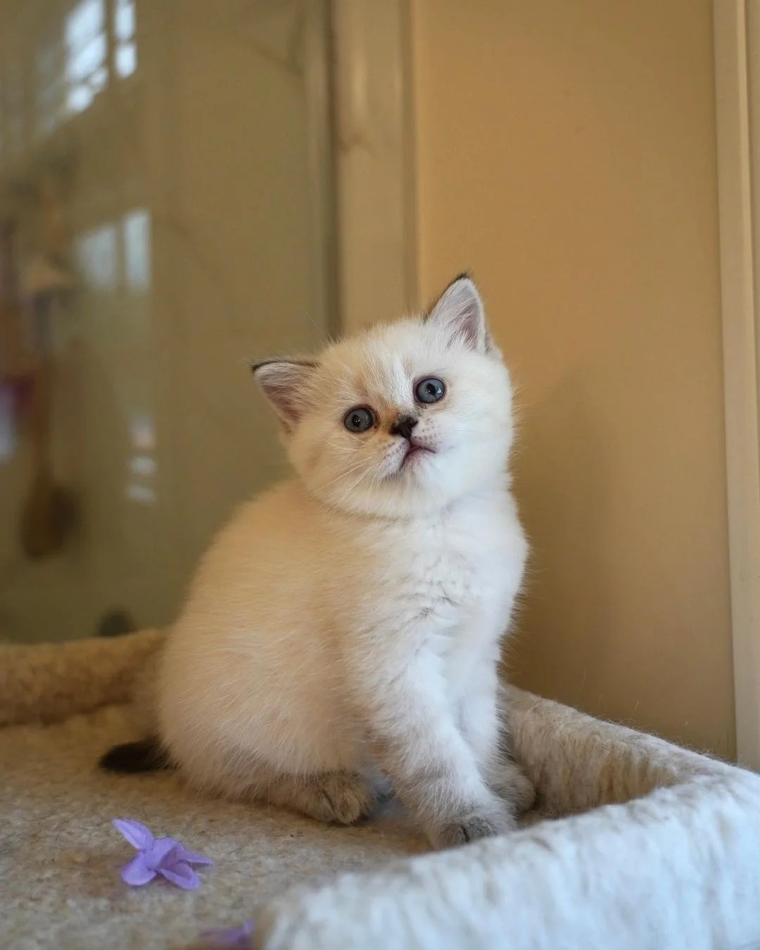 Grace Munchkin Kittens For Sale