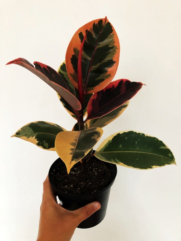 Los Cuidados del Ficus Elastica (Ficus Robusta). La Reina