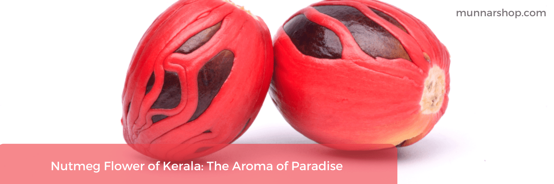 Nutmeg Flower of Kerala The Aroma of Paradise