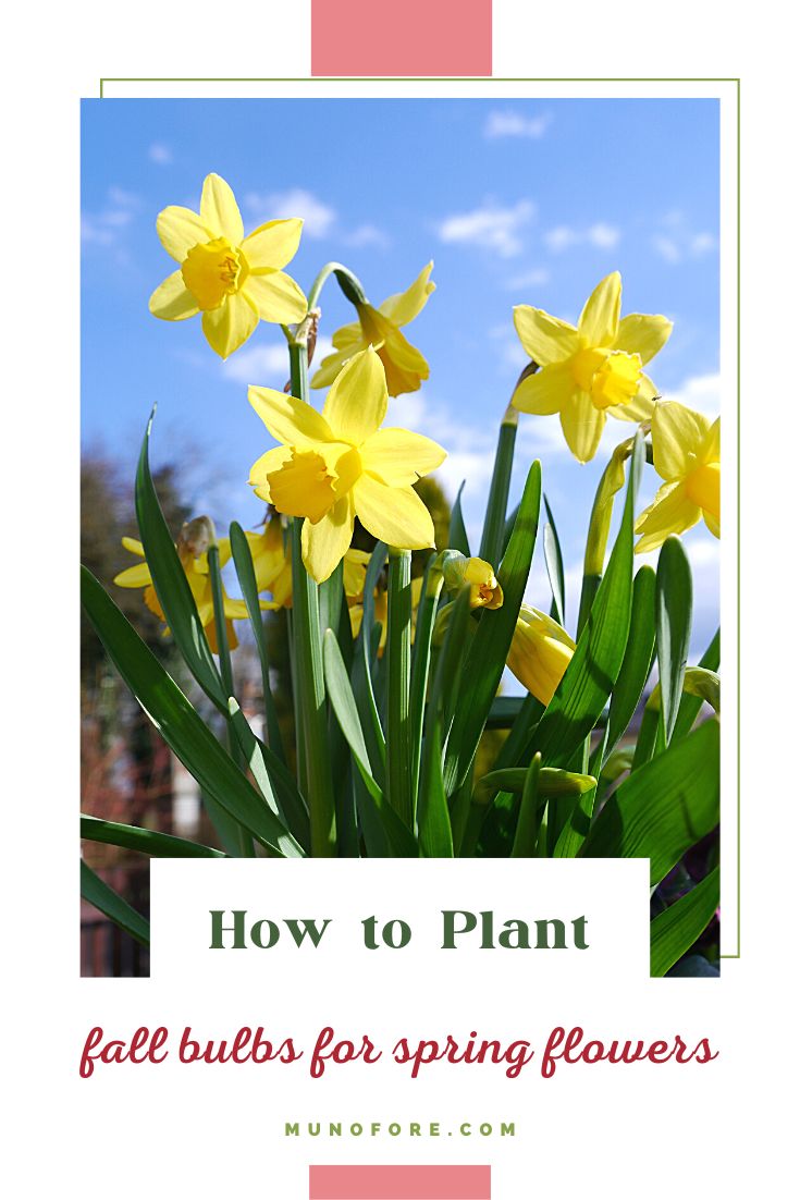 How to plant bulbs for spring flowers
