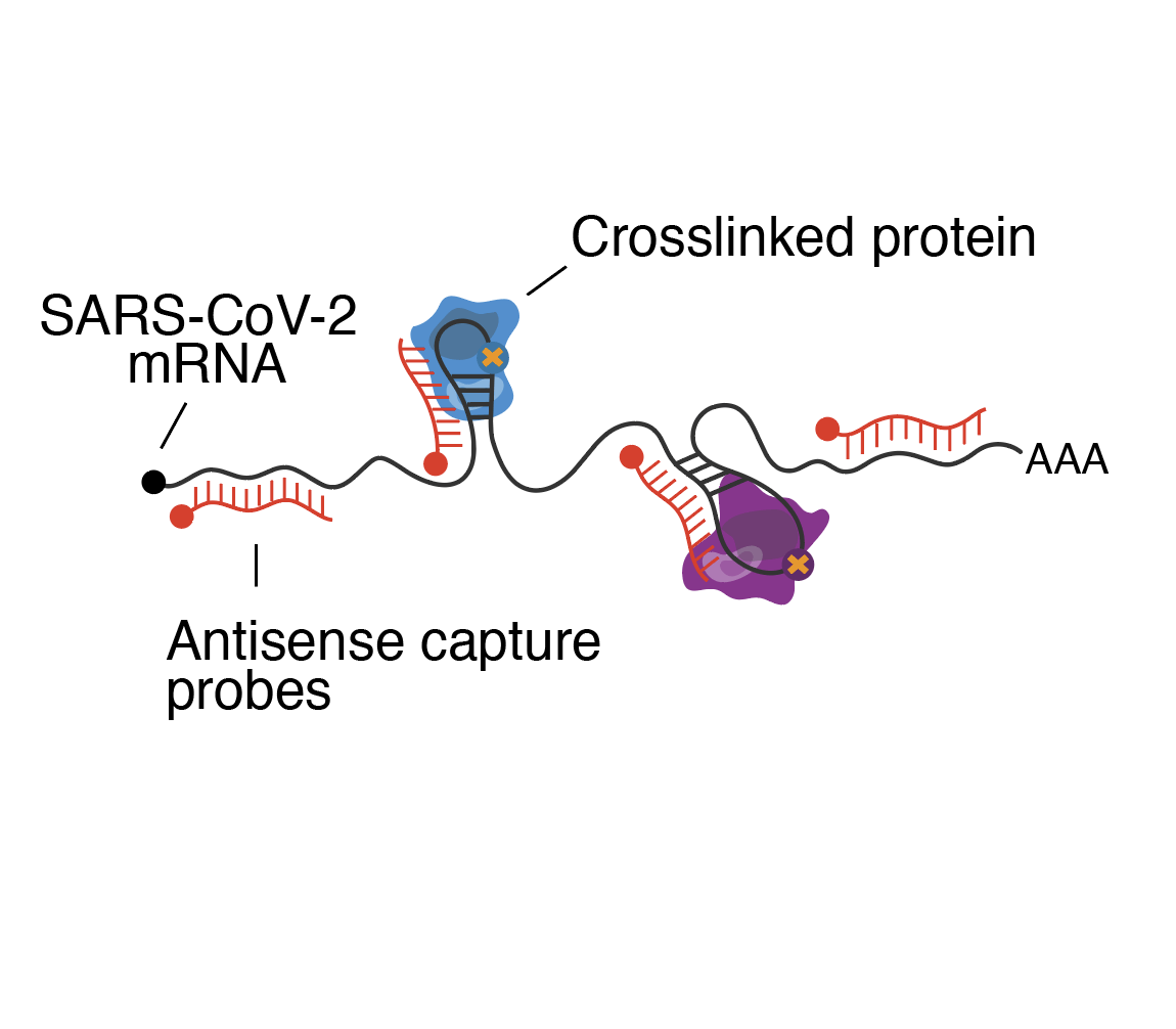 The SARSCoV2 RNAprotein interactome in infected human cells SCoV2