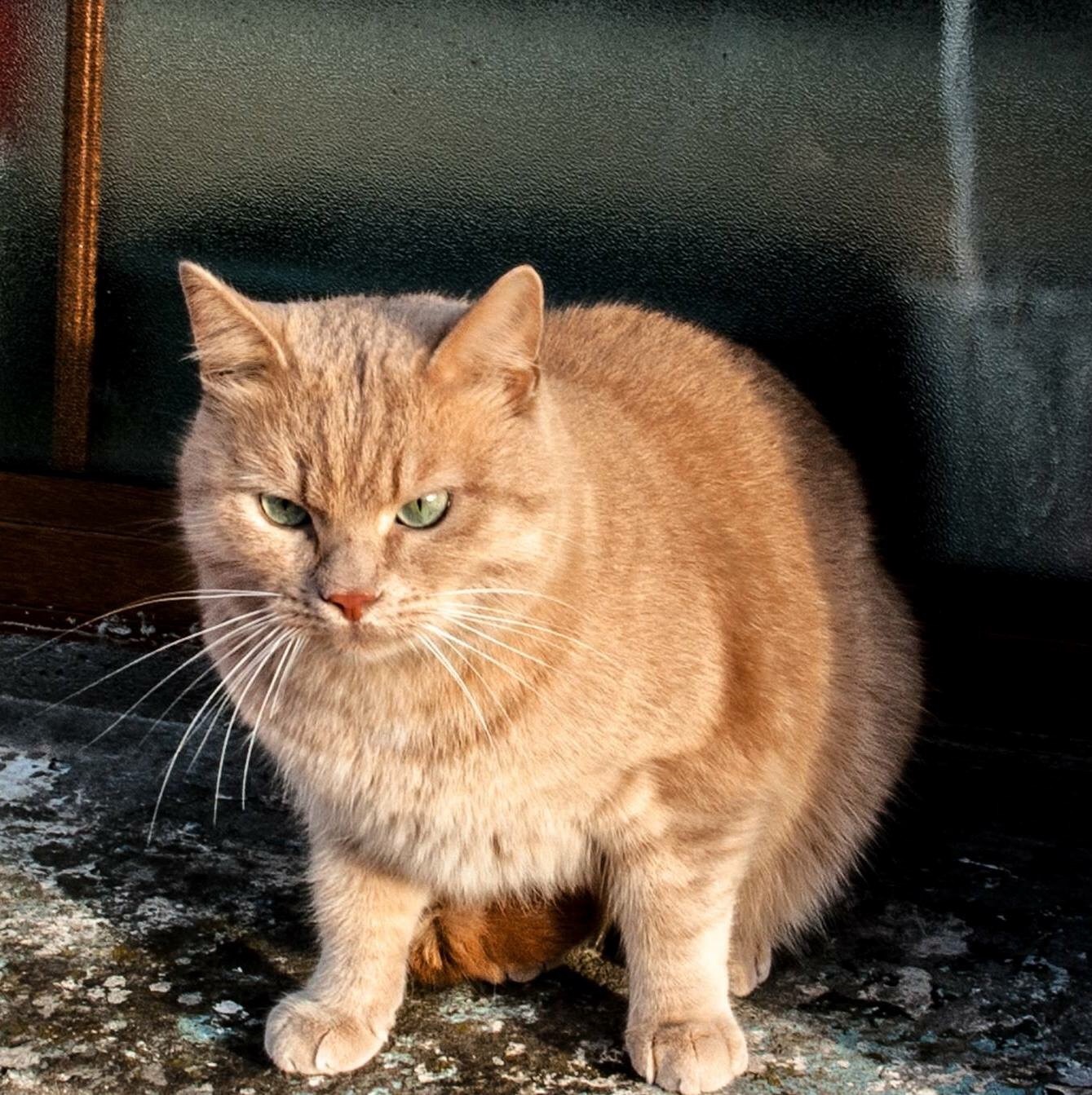 Male ginger cat lost in Blackpool area, Cork Munster Lost and Found