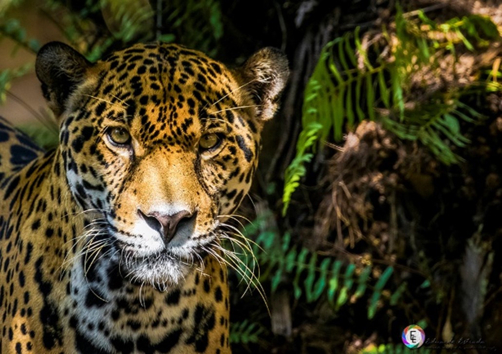 Hoy, ‘Día Mundial del Jaguar’ el Parque Summit celebra con el rescate de ‘Darién’