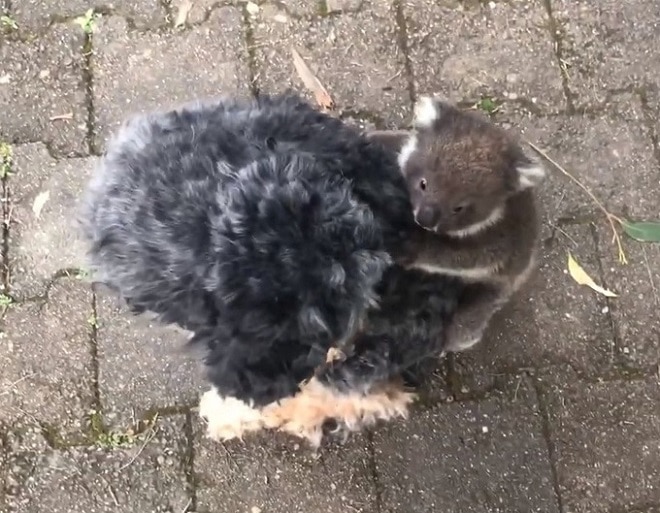 Le bébé koala a été laissé seul et a décidé de chercher sa