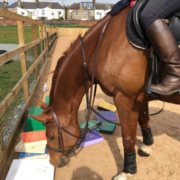 Horses change themselves with the SURE FOOT Equine Stability Program