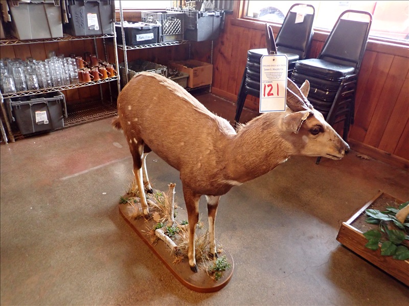 TAXIDERMY ANTELOPE PARKLAND BBQ ONLINE AUCTION James G. Murphy Co.