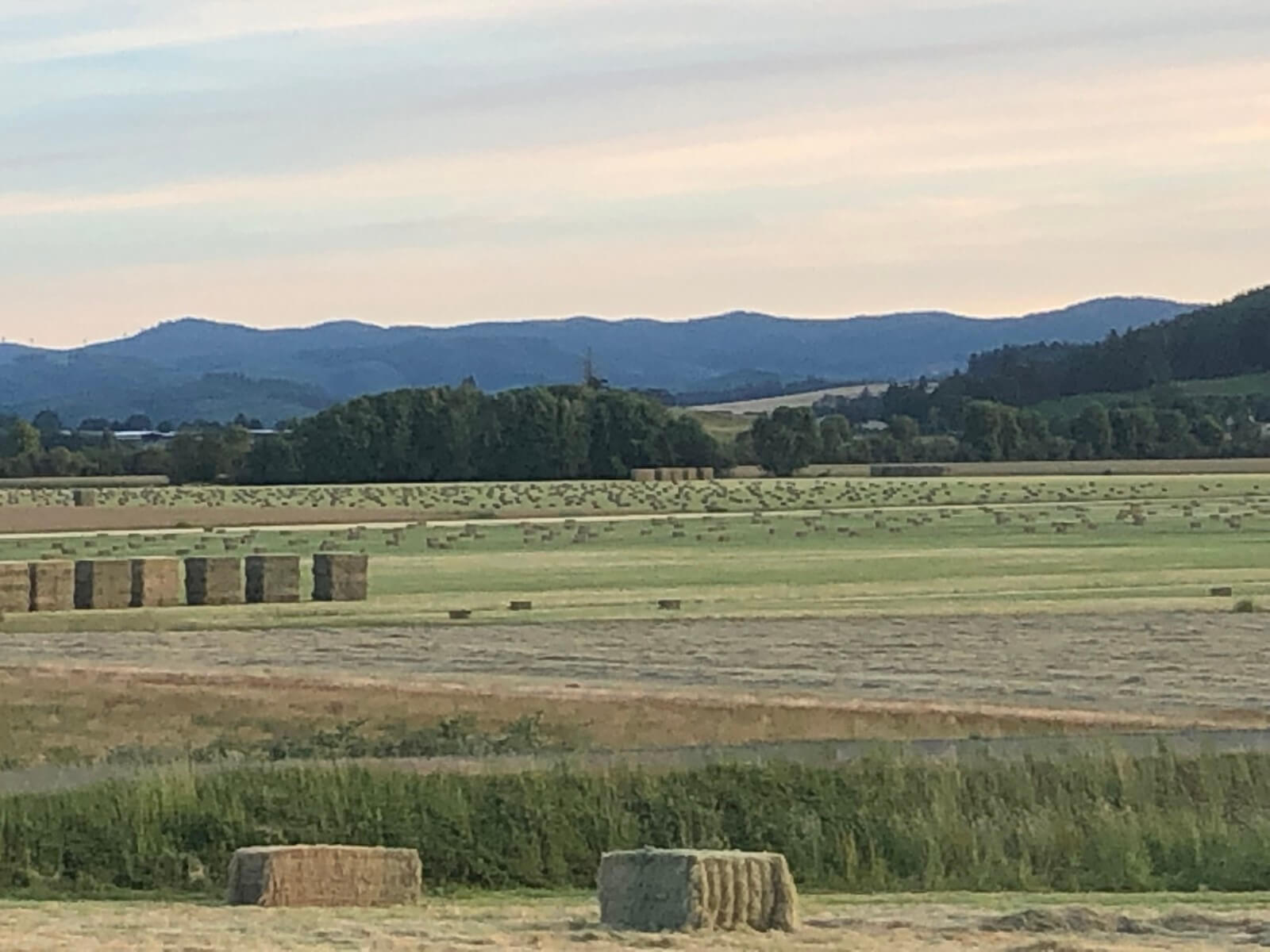 Home Murray Hay and Cattle