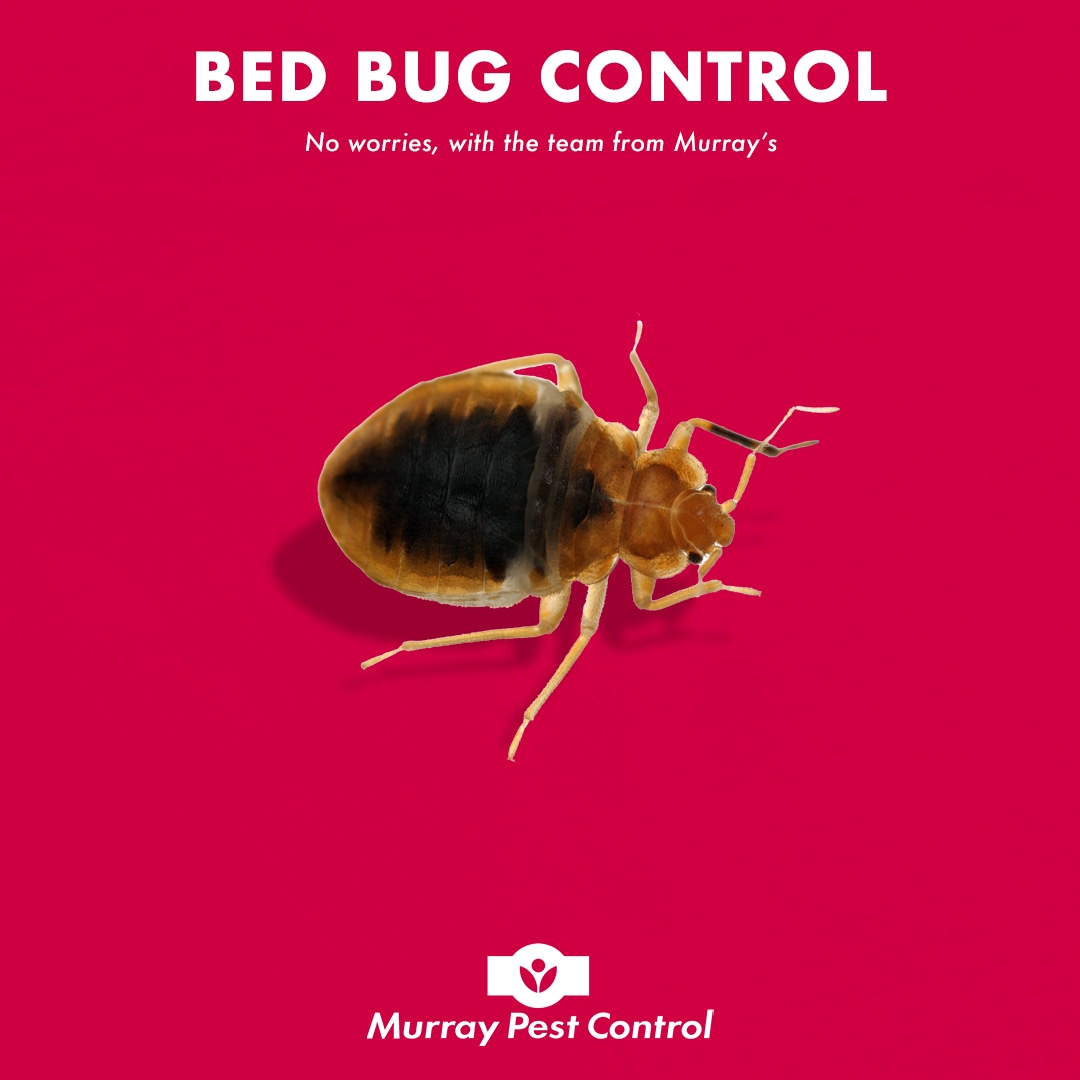 Controlling Bed Bugs in Your Home Treatment and Removal
