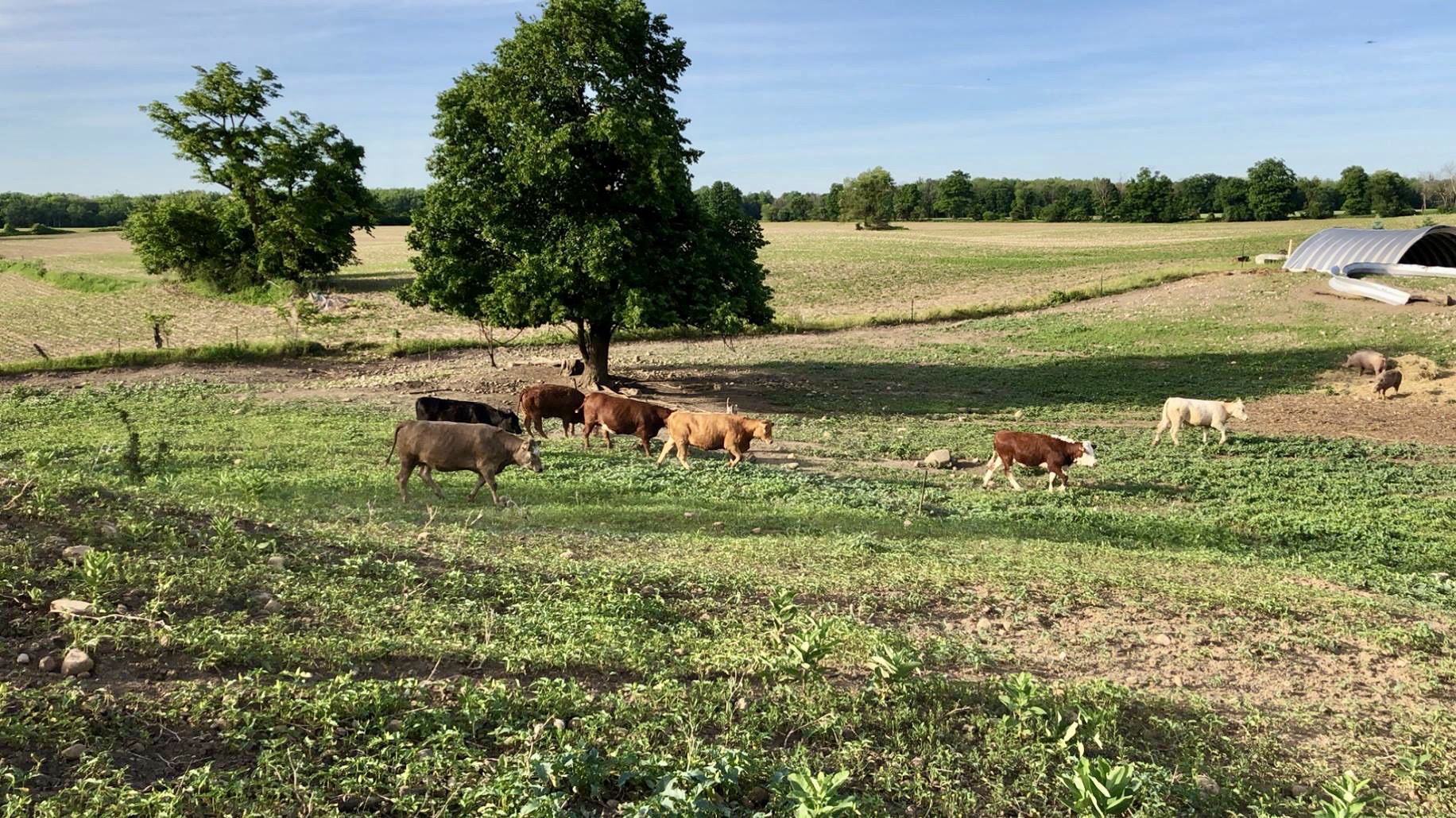The Farm Murray's Farm Butcher Shoppe