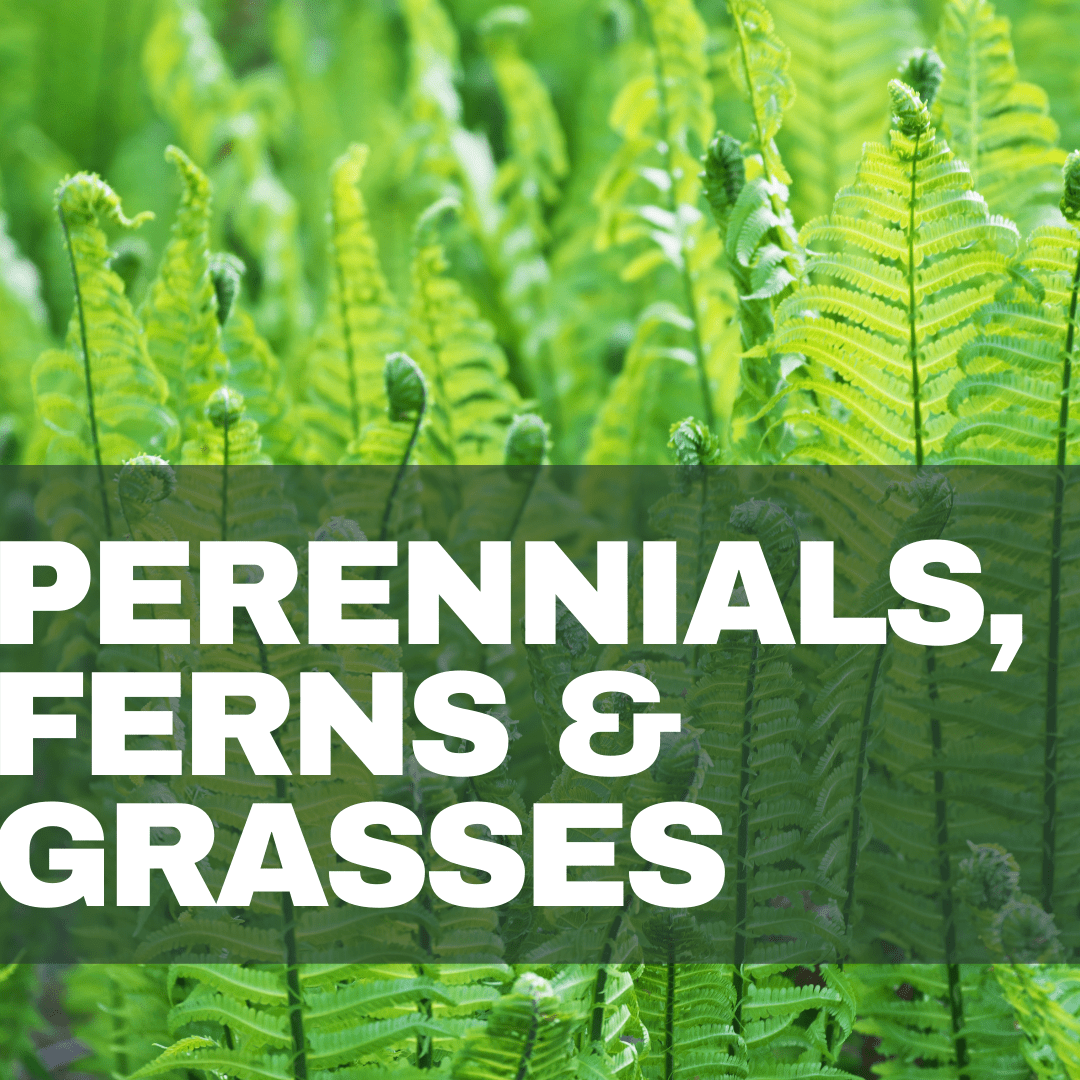 Murray’s Garden Centre Murray's Gardens