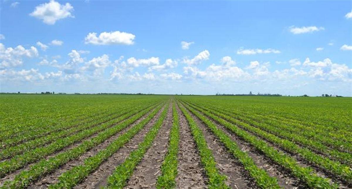 Piatt County, Illinois 80 Acres MWA Murray Wise Associates