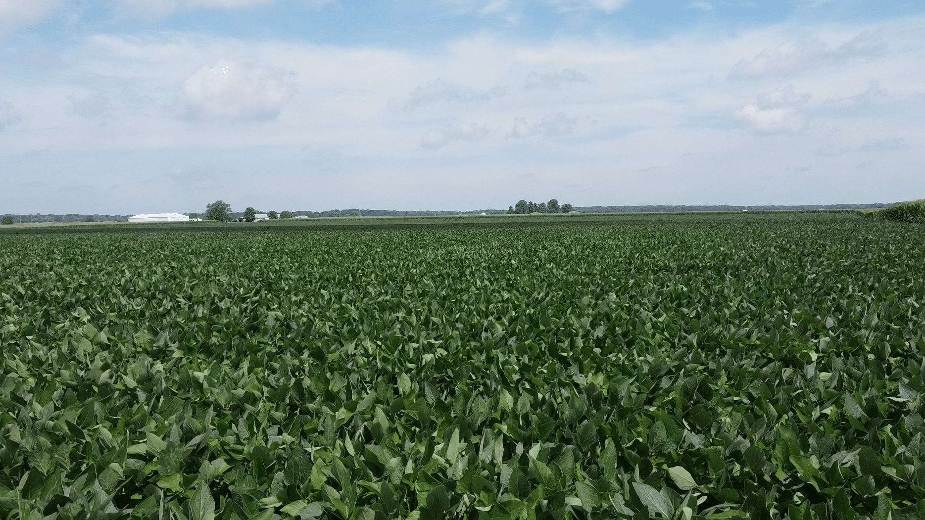 Coles County, IL 509± Acres MWA Murray Wise Associates