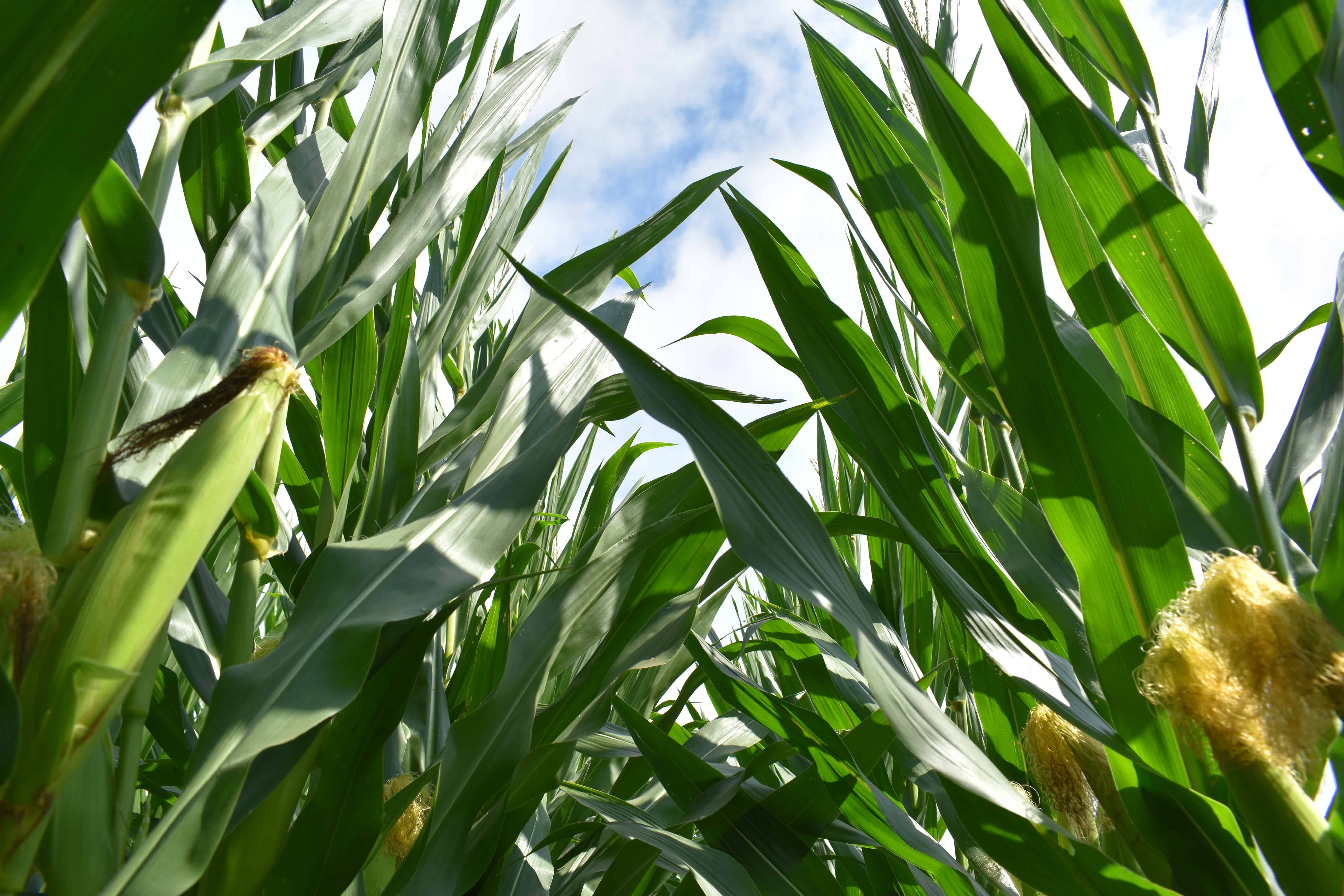 Coles County, IL 509± Acres MWA Murray Wise Associates