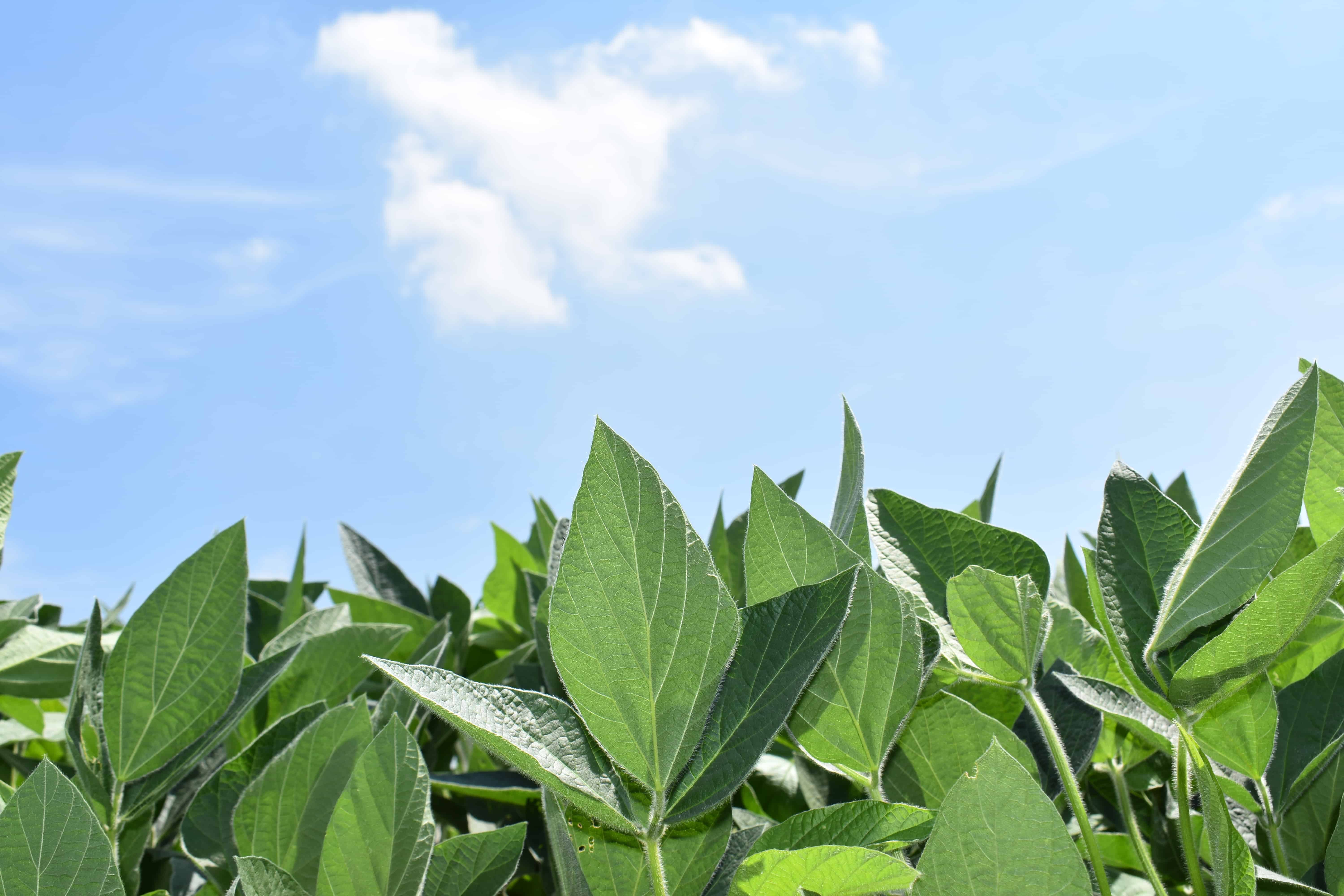 Coles County, IL 509± Acres MWA Murray Wise Associates