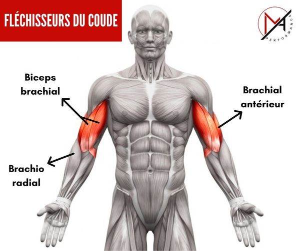 Biceps courts ou longs quelle différence en musculation