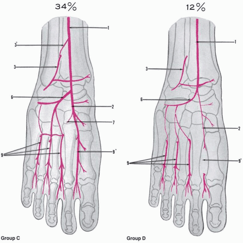 Angiology Musculoskeletal Key